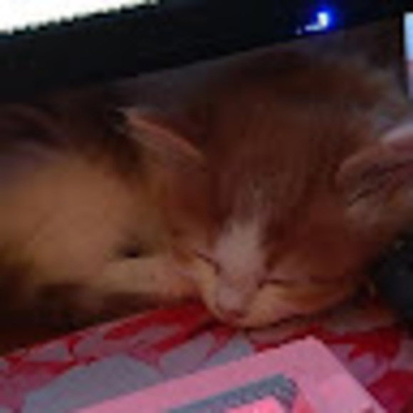 Meet your Posher, Raven - Picture 1 of 1